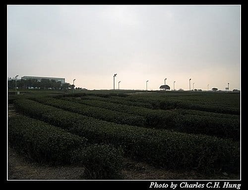 韓國濟州島–Day 02–雪綠茶展示館