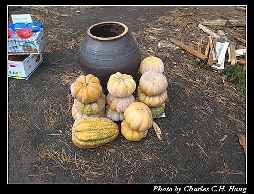 韓國濟州島–Day 04–盆栽園 - 第6張圖 韓國濟州島–Day 04–盆栽園