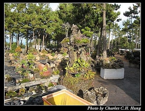 韓國濟州島–Day 04–盆栽園 - 第2張圖 韓國濟州島–Day 04–盆栽園
