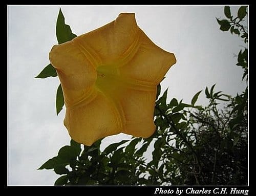 苗栗卓蘭–Vilavilla–花卉