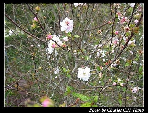 苗栗卓蘭–Vilavilla–花卉
