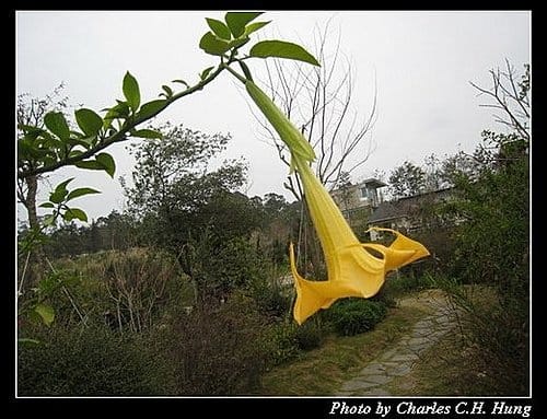苗栗卓蘭–Vilavilla–花卉