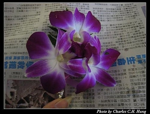 希臘愛琴海–Day 1–泰航TG-946 - 第11張圖 希臘愛琴海–Day 1–泰航TG-946