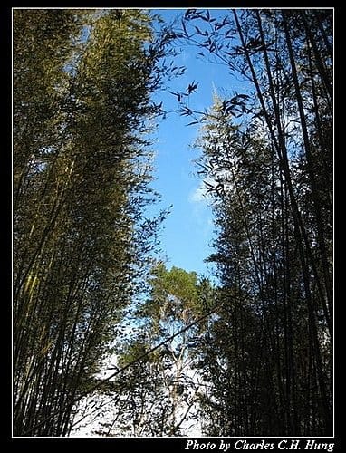 桃園復興–綠光森林