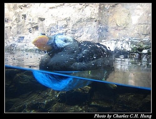 屏東墾丁–海洋生物博物館 - 第59張圖 屏東墾丁–海洋生物博物館