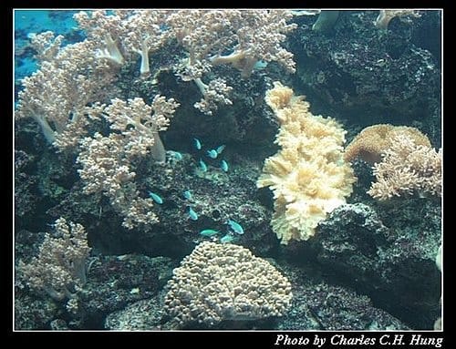 屏東墾丁–海洋生物博物館 - 第28張圖 屏東墾丁–海洋生物博物館