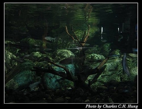 屏東墾丁–海洋生物博物館 - 第42張圖 屏東墾丁–海洋生物博物館