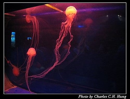屏東墾丁–海洋生物博物館 - 第56張圖 屏東墾丁–海洋生物博物館