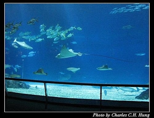 屏東墾丁–海洋生物博物館 - 第53張圖 屏東墾丁–海洋生物博物館