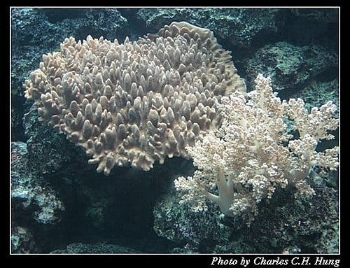 屏東墾丁–海洋生物博物館 - 第26張圖 屏東墾丁–海洋生物博物館