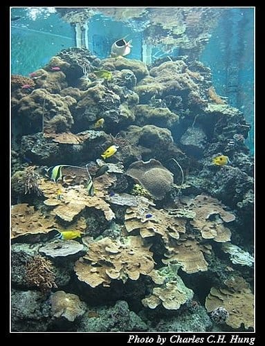 屏東墾丁–海洋生物博物館 - 第29張圖 屏東墾丁–海洋生物博物館
