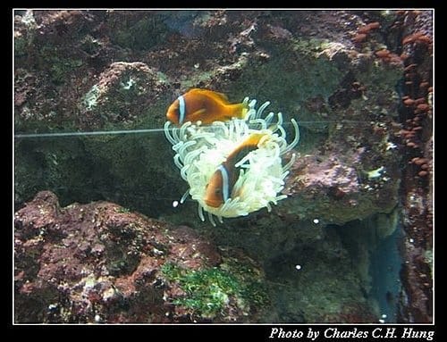 屏東墾丁–海洋生物博物館 - 第49張圖 屏東墾丁–海洋生物博物館