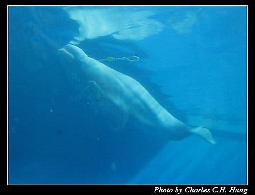 屏東墾丁–海洋生物博物館 - 第39張圖 屏東墾丁–海洋生物博物館