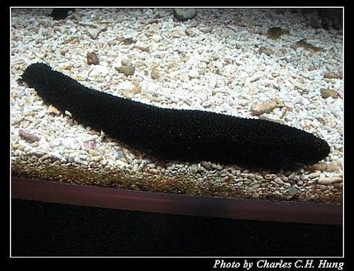 屏東墾丁–海洋生物博物館 - 第48張圖 屏東墾丁–海洋生物博物館