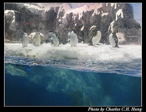 屏東墾丁–海洋生物博物館 - 第60張圖 屏東墾丁–海洋生物博物館