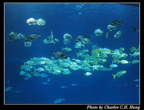 屏東墾丁–海洋生物博物館 - 第52張圖 屏東墾丁–海洋生物博物館
