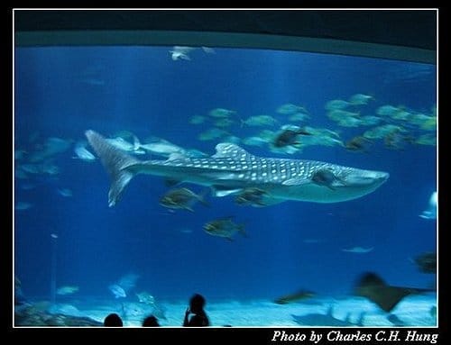屏東墾丁–海洋生物博物館 - 第51張圖 屏東墾丁–海洋生物博物館