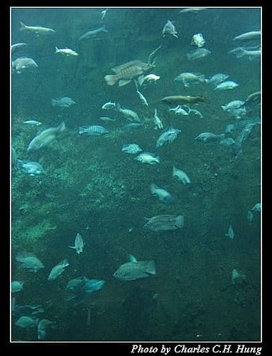 屏東墾丁–海洋生物博物館 - 第45張圖 屏東墾丁–海洋生物博物館