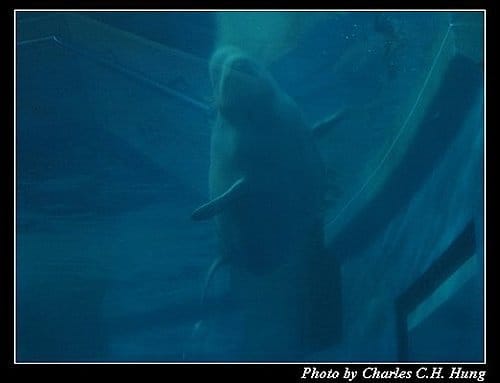 屏東墾丁–海洋生物博物館 - 第38張圖 屏東墾丁–海洋生物博物館