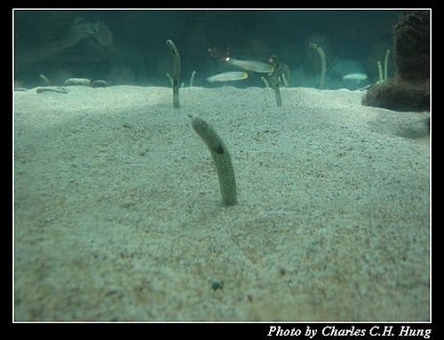 屏東墾丁–海洋生物博物館 - 第36張圖 屏東墾丁–海洋生物博物館