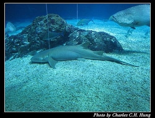 屏東墾丁–海洋生物博物館 - 第50張圖 屏東墾丁–海洋生物博物館