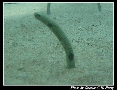 屏東墾丁–海洋生物博物館 - 第37張圖 屏東墾丁–海洋生物博物館