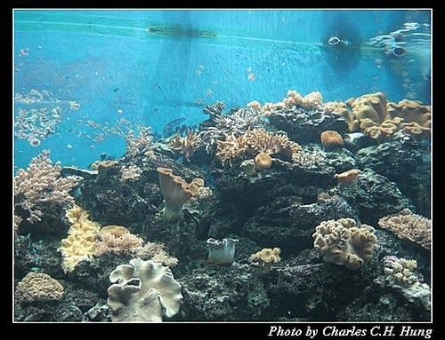 屏東墾丁–海洋生物博物館 - 第27張圖 屏東墾丁–海洋生物博物館