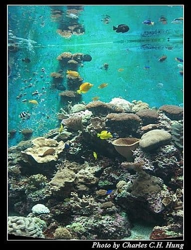 屏東墾丁–海洋生物博物館 - 第24張圖 屏東墾丁–海洋生物博物館
