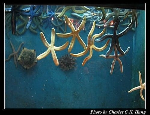 屏東墾丁–海洋生物博物館 - 第47張圖 屏東墾丁–海洋生物博物館