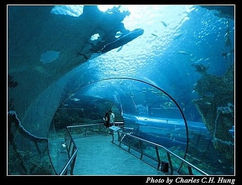 屏東墾丁–海洋生物博物館 - 第35張圖 屏東墾丁–海洋生物博物館