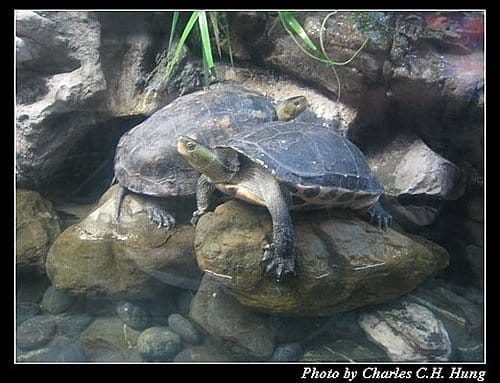 屏東墾丁–海洋生物博物館 - 第43張圖 屏東墾丁–海洋生物博物館