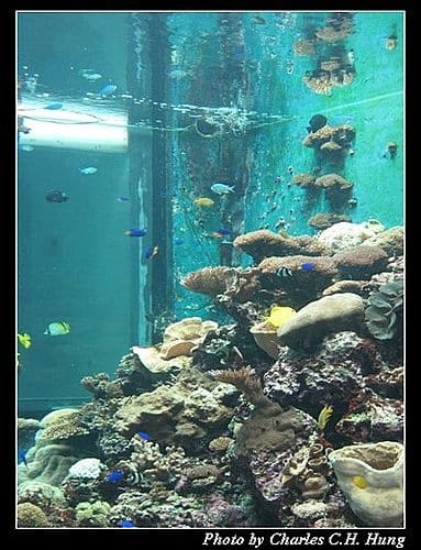屏東墾丁–海洋生物博物館 - 第25張圖 屏東墾丁–海洋生物博物館