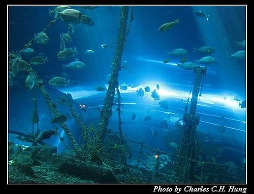 屏東墾丁–海洋生物博物館 - 第33張圖 屏東墾丁–海洋生物博物館