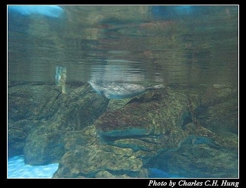屏東墾丁–海洋生物博物館 - 第64張圖 屏東墾丁–海洋生物博物館