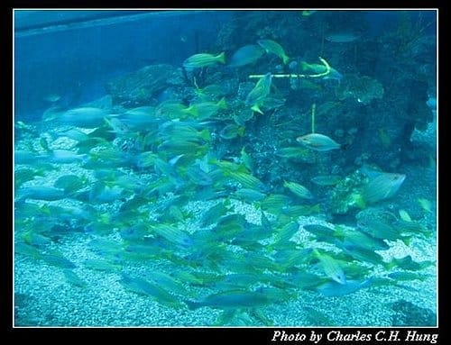 屏東墾丁–海洋生物博物館 - 第32張圖 屏東墾丁–海洋生物博物館