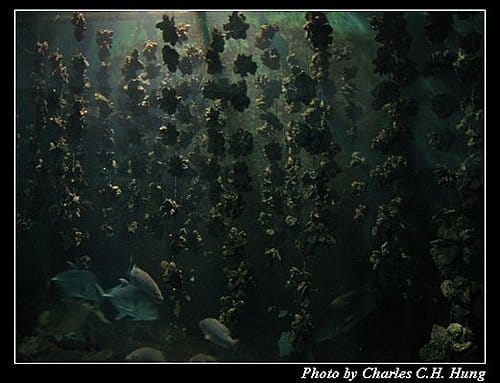 屏東墾丁–海洋生物博物館 - 第46張圖 屏東墾丁–海洋生物博物館