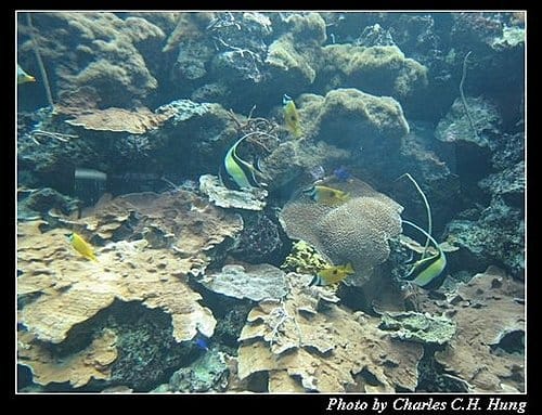 屏東墾丁–海洋生物博物館 - 第30張圖 屏東墾丁–海洋生物博物館