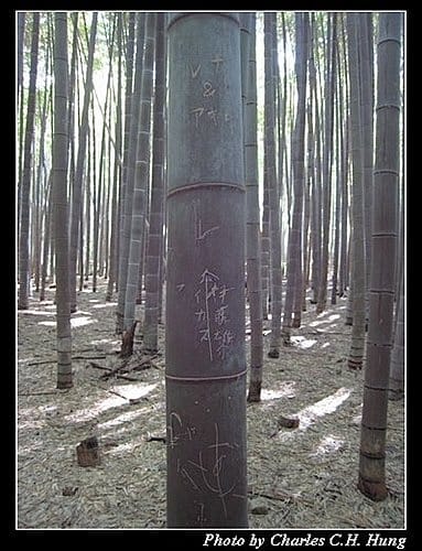 日本浪漫四都–Day 2–天龍寺 - 第4張圖 日本浪漫四都–Day 2–天龍寺