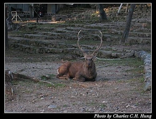 日本浪漫四都–Day 1–奈良公園