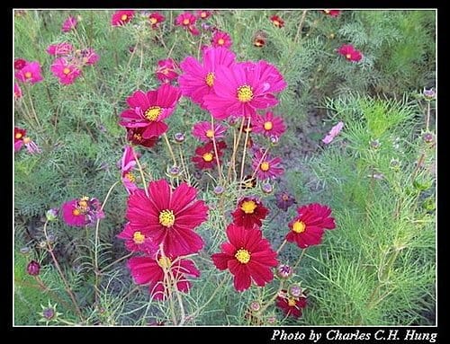 新竹竹北–花田囍市