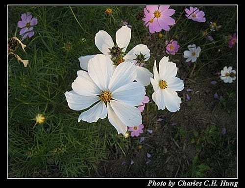 新竹竹北–花田囍市