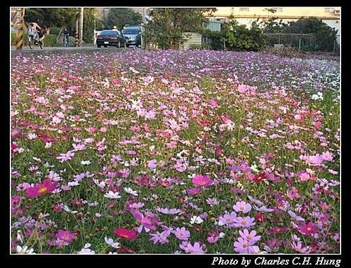 新竹竹北–花田囍市