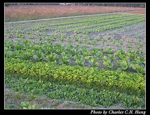 新竹竹北–花田囍市