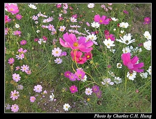 新竹竹北–花田囍市