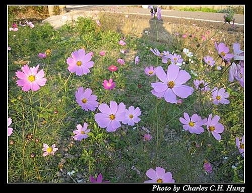 新竹竹北–花田囍市