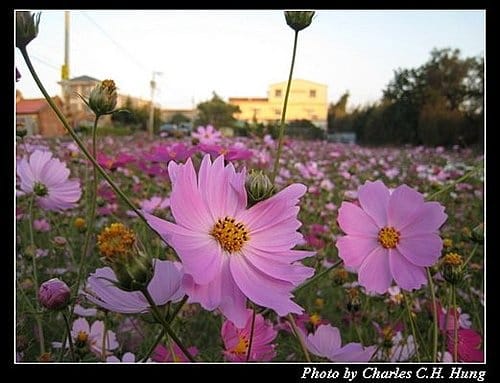 新竹竹北–花田囍市