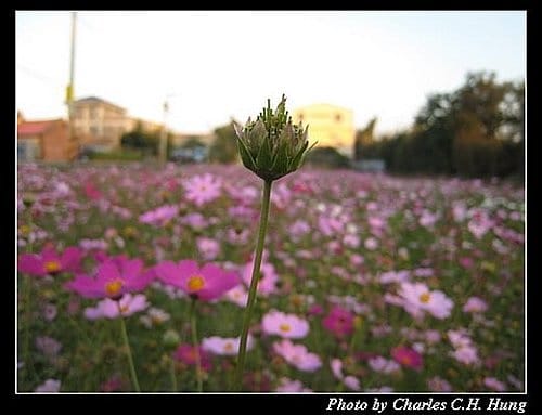 新竹竹北–花田囍市