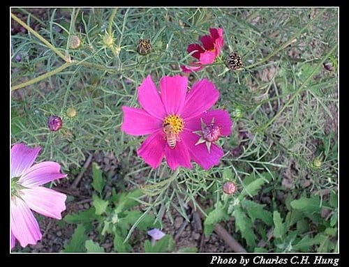 新竹竹北–花田囍市