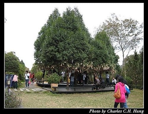新竹尖石–薰衣草森林
