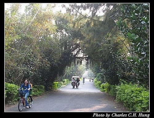 桃園新屋–綠色隧道